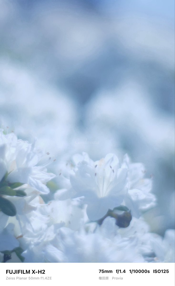 loqg78's tweet image. 今日は早めにLアイコにしよ(c" ತ,_ತ)👓

#fujifilm_xseries #XH2 #Zeiss #Planar50ZE #ノスタルトーン