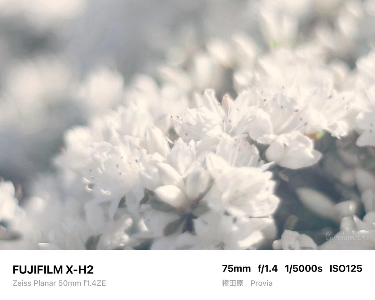 loqg78's tweet image. 今日は早めにLアイコにしよ(c" ತ,_ತ)👓

#fujifilm_xseries #XH2 #Zeiss #Planar50ZE #ノスタルトーン