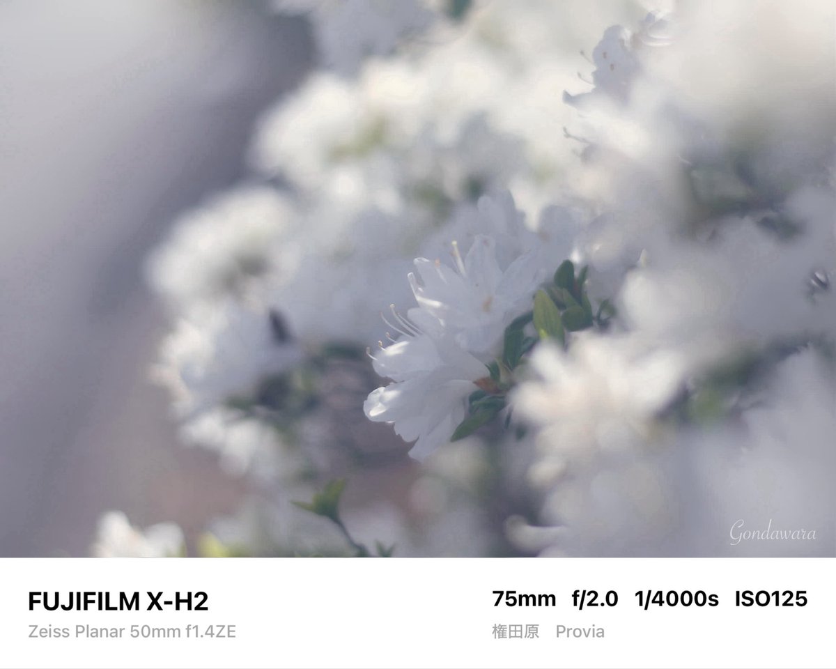 loqg78's tweet image. 今日は早めにLアイコにしよ(c" ತ,_ತ)👓

#fujifilm_xseries #XH2 #Zeiss #Planar50ZE #ノスタルトーン