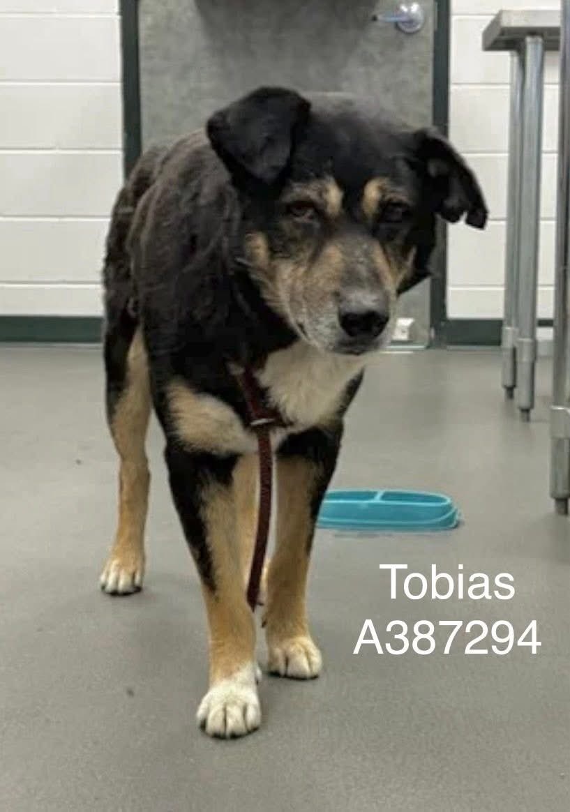 LisaBrabson's tweet image. TOBIAS #A387294 8yo
Darling TOBIAS is a precious senior that has been dealt a sad life!
BUT WE ARE GOING TO FIX THAT!
He has suffered long enough,old wounds,hungry,infected ears,in😢 pain
Plz help this baby #Adopt #Foster or ##Pledge4Rescue go to 
#CorpusChristiACS &amp;amp; save TOBIAS