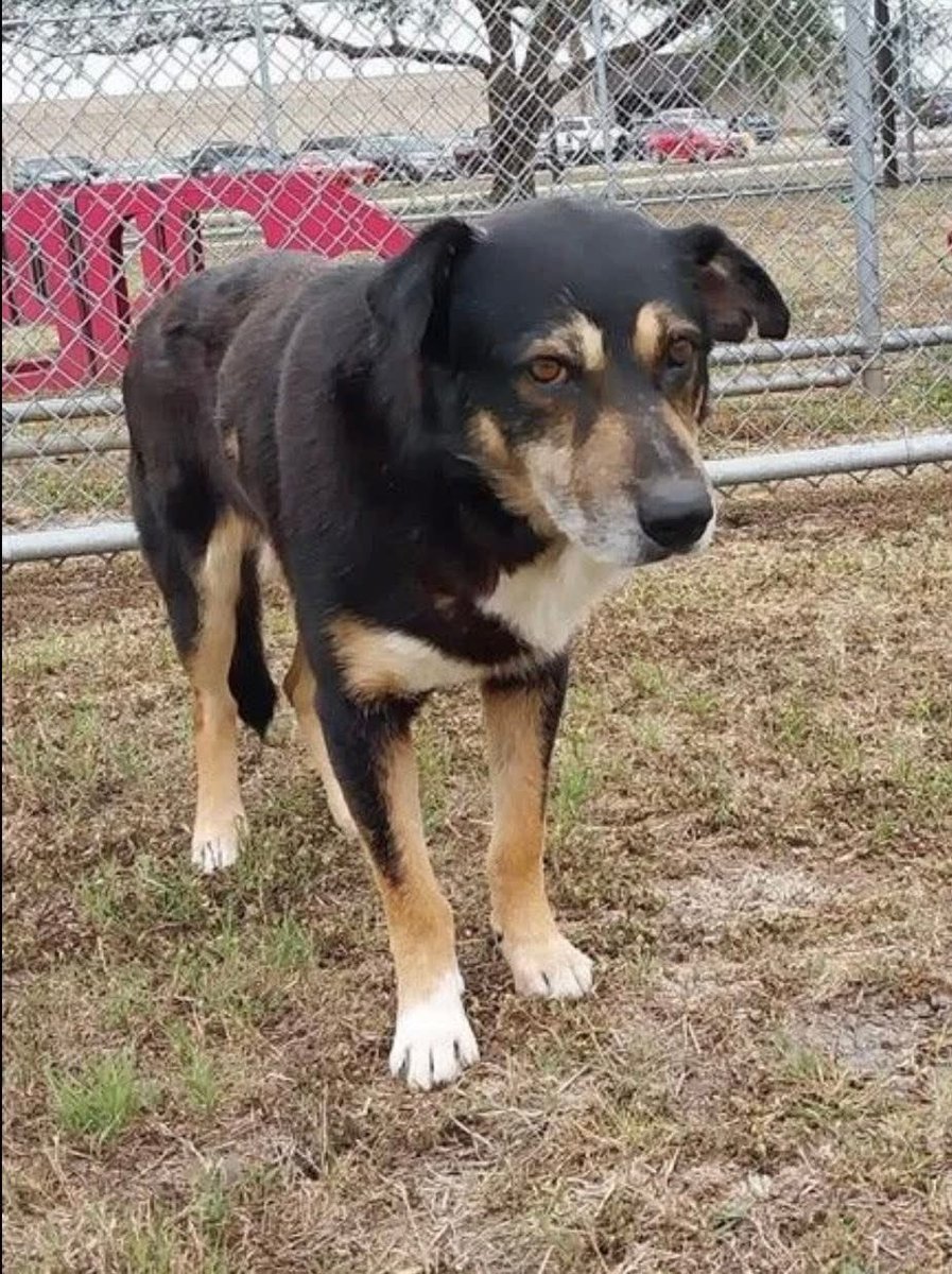 LisaBrabson's tweet image. TOBIAS #A387294 8yo
His sweetsmile,shows u how much character this darling boy has!
Even though he's never had enough food,little ears r infected,old wounds on his dear body😭 he still has a ❤️ bursting with love
Plz #Adopt #Foster or #Pledge4Rescue to save him
#CorpusChristiACS