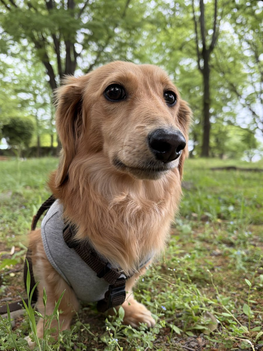 あっくんちのりっくん tweet media