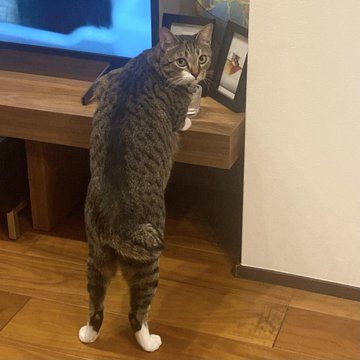 mami040704's tweet photo. 机の上を覗きたくて、人間みたいに立ち上がっちゃった🐱 https://t.co/9uFxm7dDde