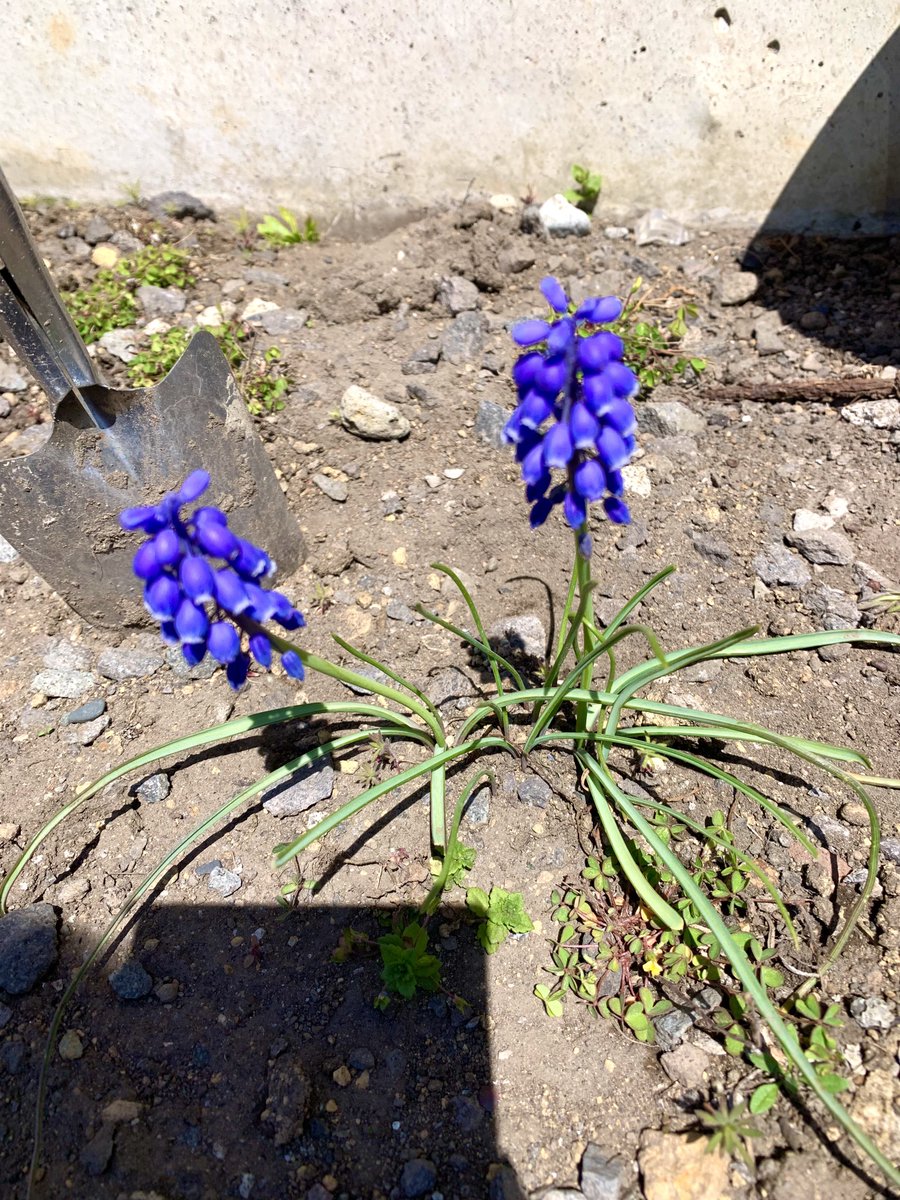 マルズ tweet media