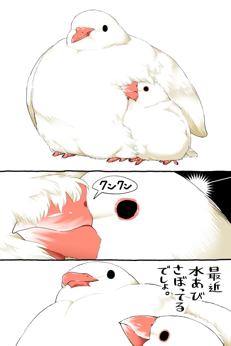 初丸うげべそ🐥『ちゅんトーク④』4/3発売 tweet media
