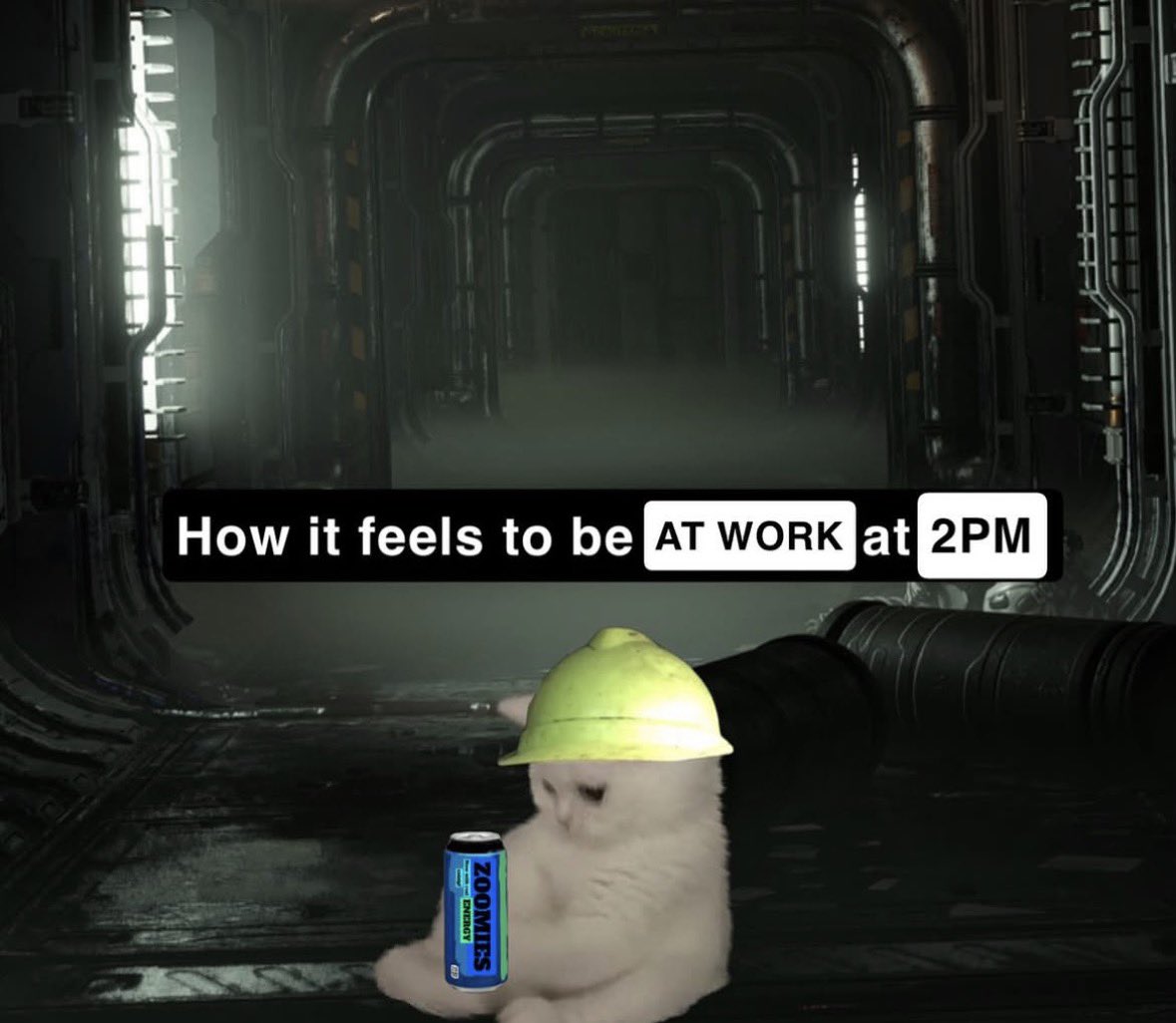 LiterallyMeCats tweet media