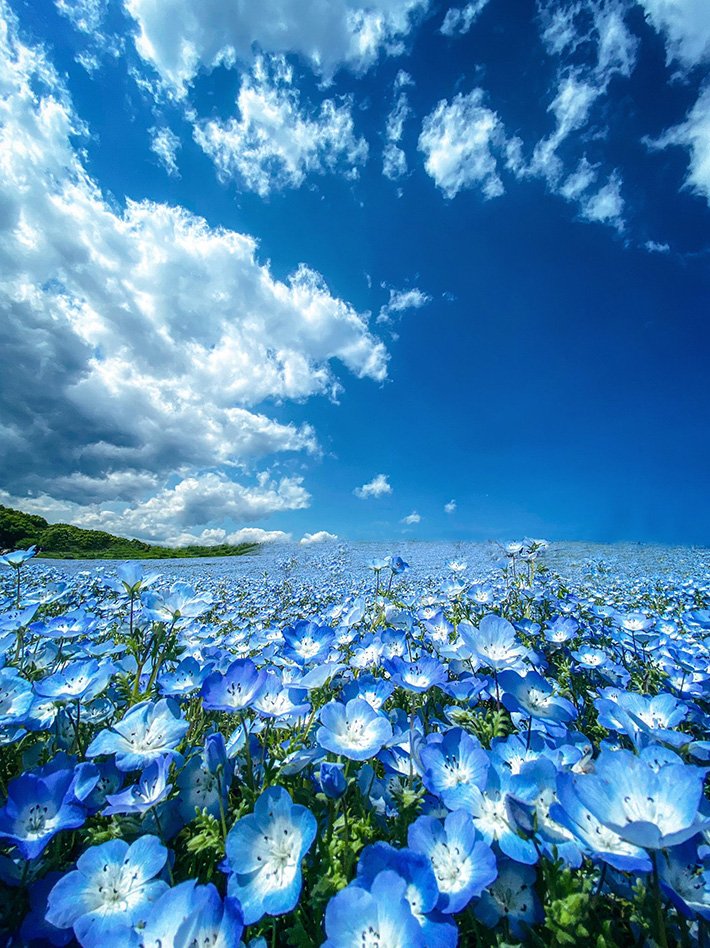 夜鳴き猫 tweet media