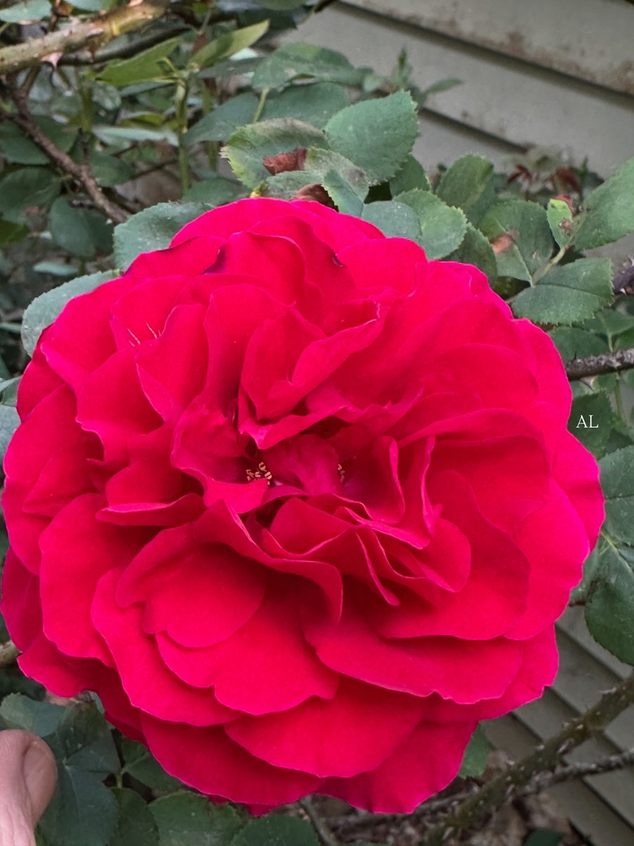 al_lawson16's tweet image. Good morning and happy thankful Thursday.Wishing your day filled with kindness and happiness.#ThankfulThursday