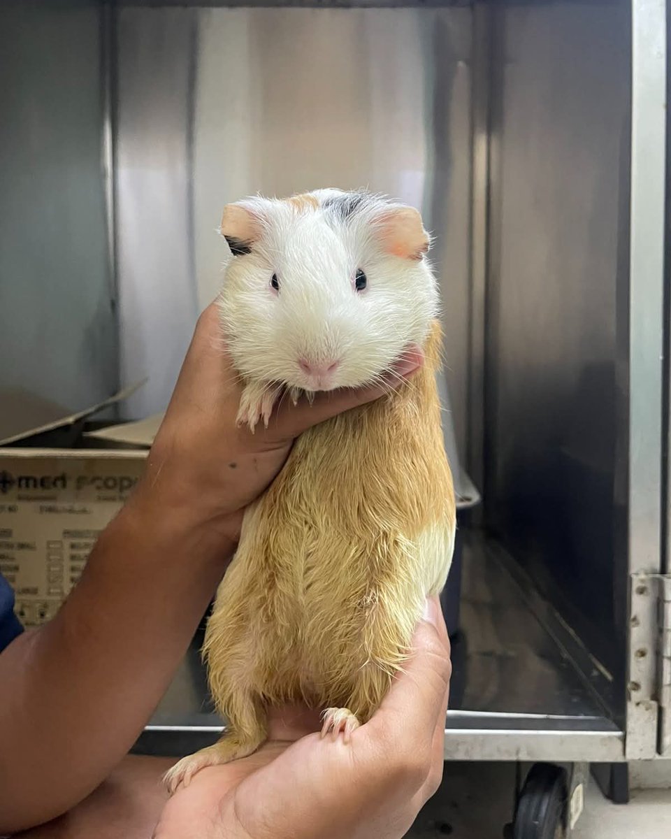 SPCA Fiji Islands _ Official tweet media