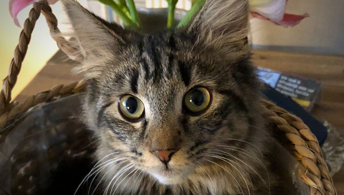 猫が突然何も食べなくなり、病院に行くも異常なし。後に意外な原因が明らかに
karapaia.com/archives/59079…

愛猫が突然、食べることも水を飲むこともしなくなった。体重は減少し、目に見えて衰弱していった。飼い主は動物病院に連れていき…