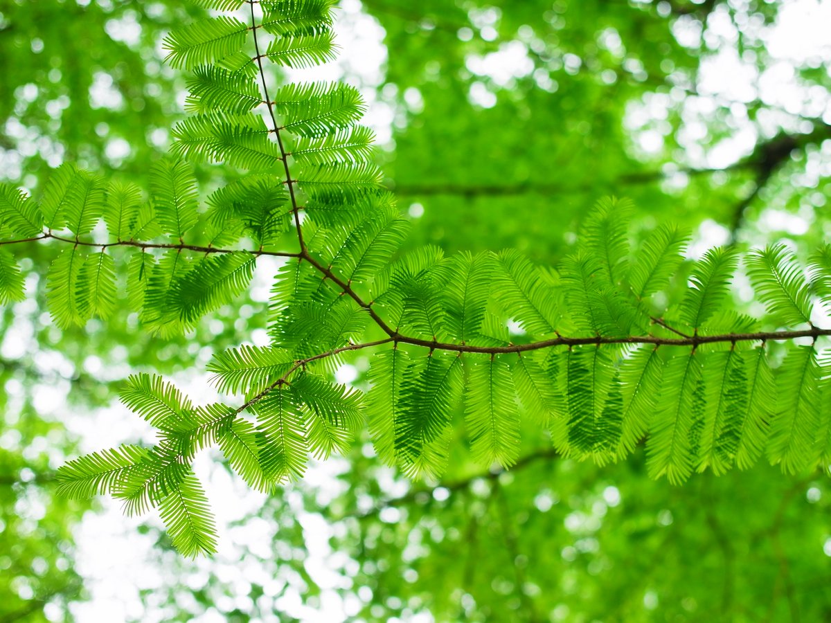 ラクウショウの新緑