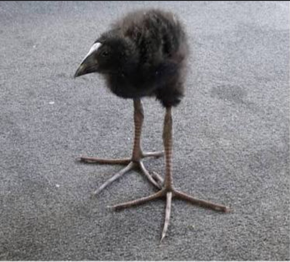 Jr.Sgt.K tweet media