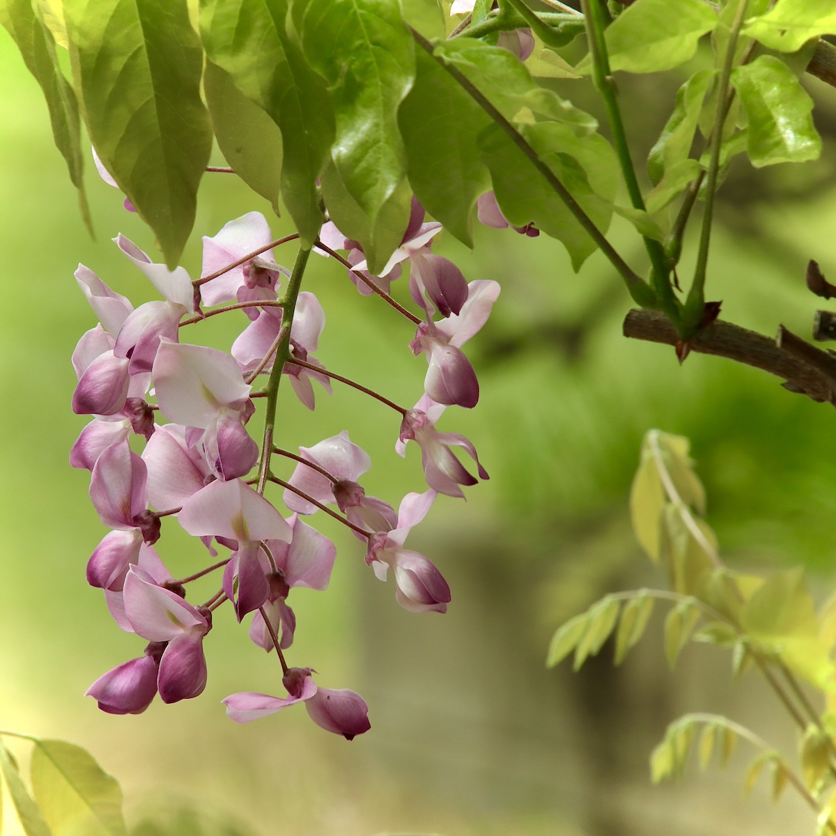 GvT6uIDW5yE47IY's tweet image. ★フジ咲いて★
＃花 ＃写真
#flower #photo