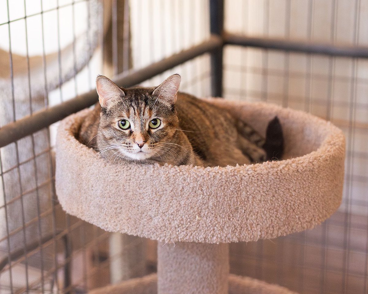 WishesRescue's tweet image. You may recall VIOLET went viral after her heartbreaking return after 3 years of being adopted. She's doing GREAT now, but wants to be an only pet. Despite a million views, Violet is still here! Will you adopt this 4yo spayed female in #Tucson?