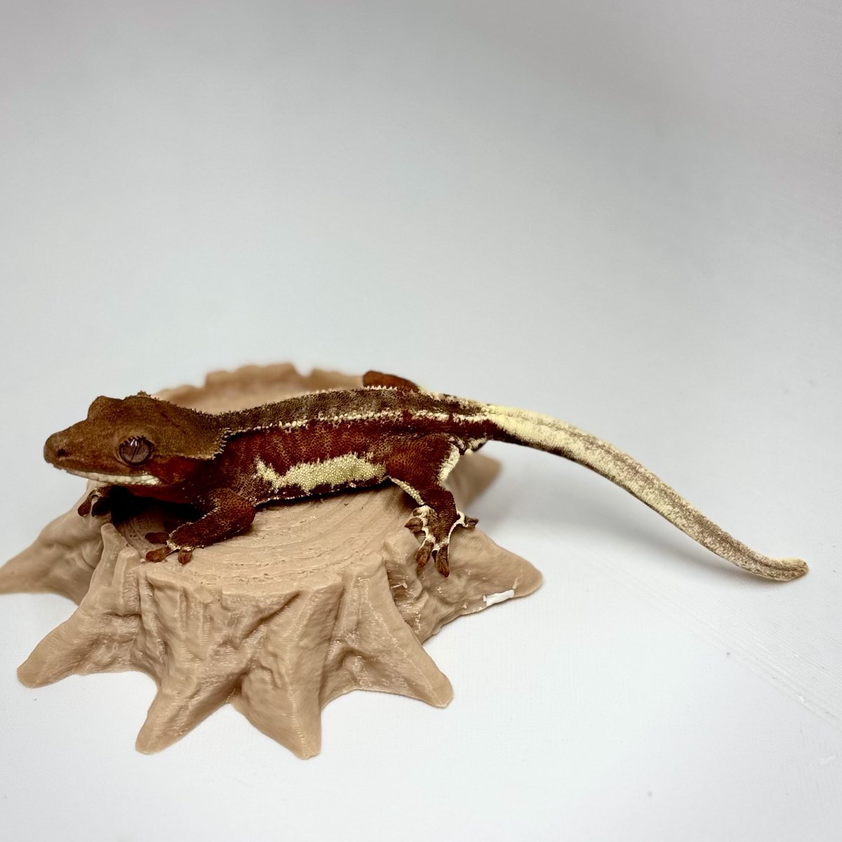 RadEye_reptiles's tweet image. 販売生体は、全て自家繁殖個体です。
#NEWReptilesDay 
#crestedgecko 
#phantom 
#RadEye