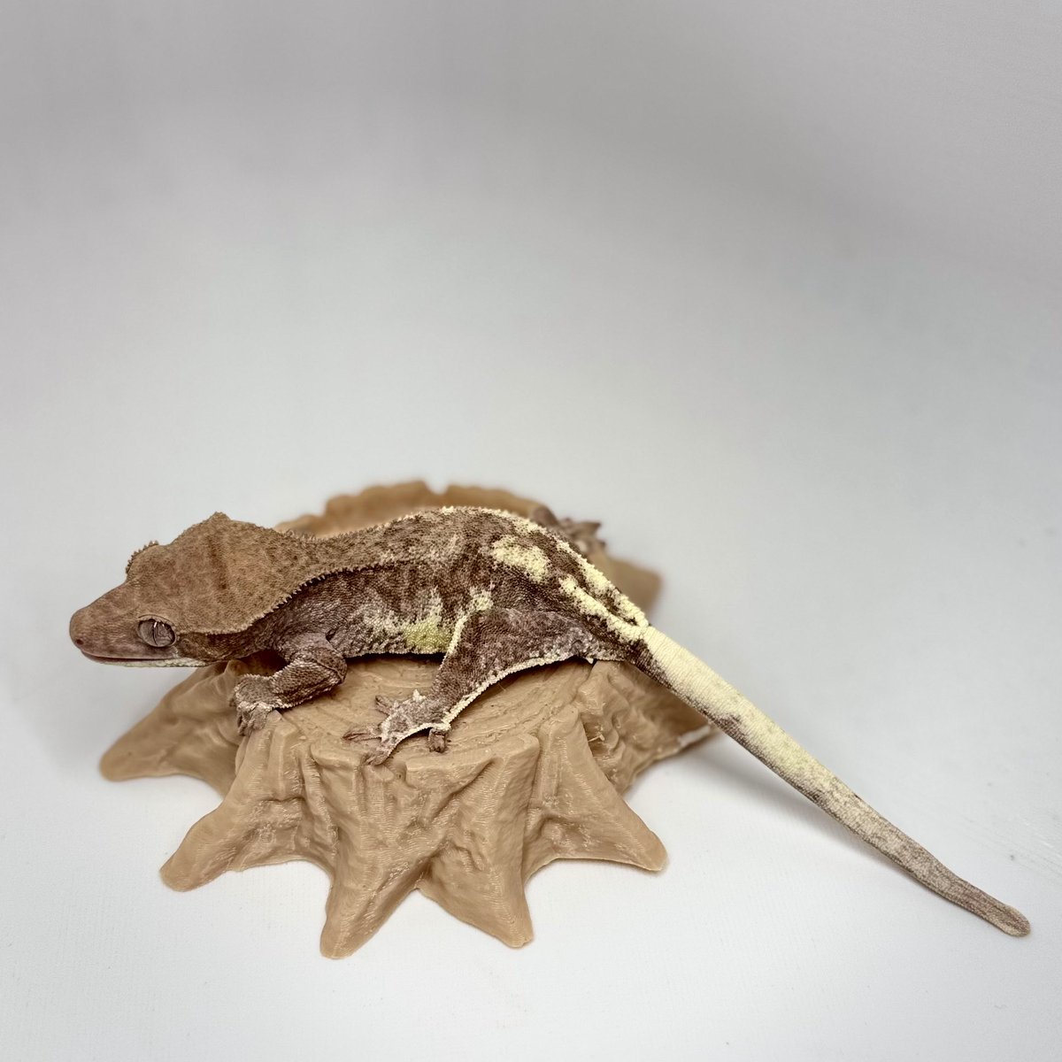 RadEye_reptiles's tweet image. 販売生体は、全て自家繁殖個体です。
#NEWReptilesDay 
#crestedgecko 
#phantom 
#RadEye