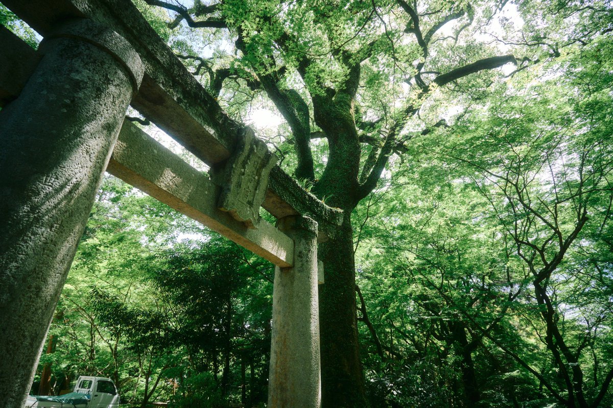 真道 健志 / Shindo Takeshi tweet media