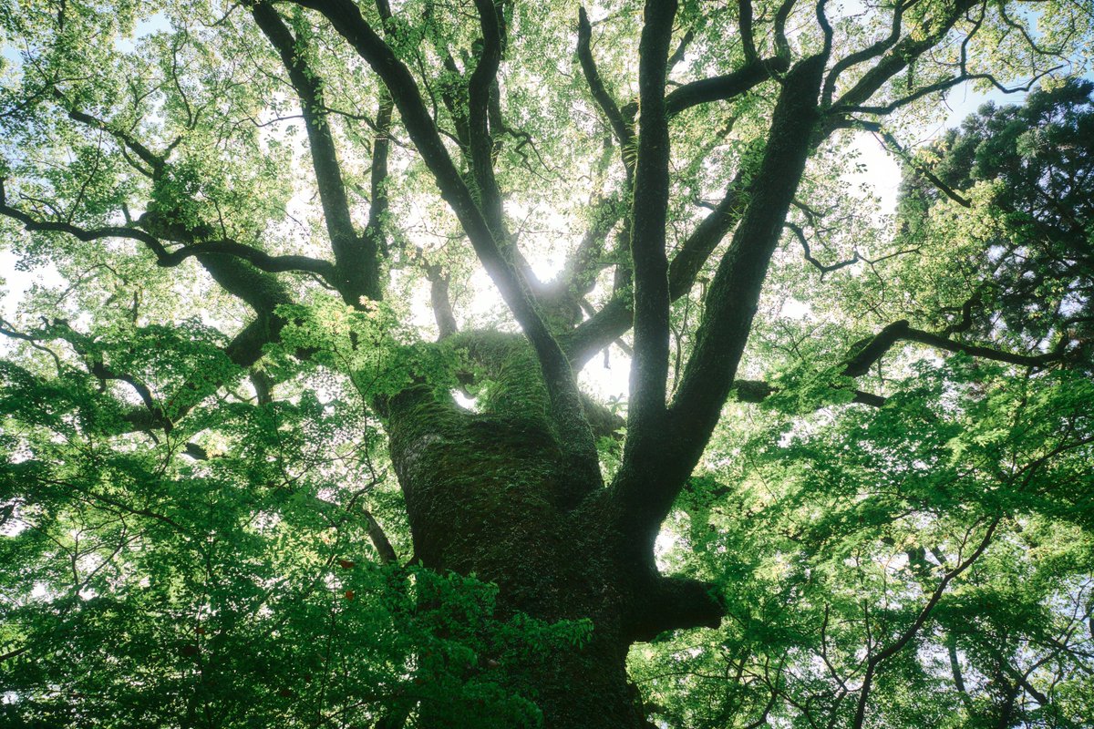 真道 健志 / Shindo Takeshi tweet media