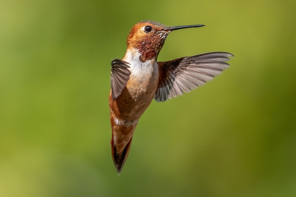 phylogenomics's tweet photo. Rufous or Allen's hummingbird seen in my yard in #DavisCA. I think Rufous, but not sure. https://t.co/Q6csuc77C9