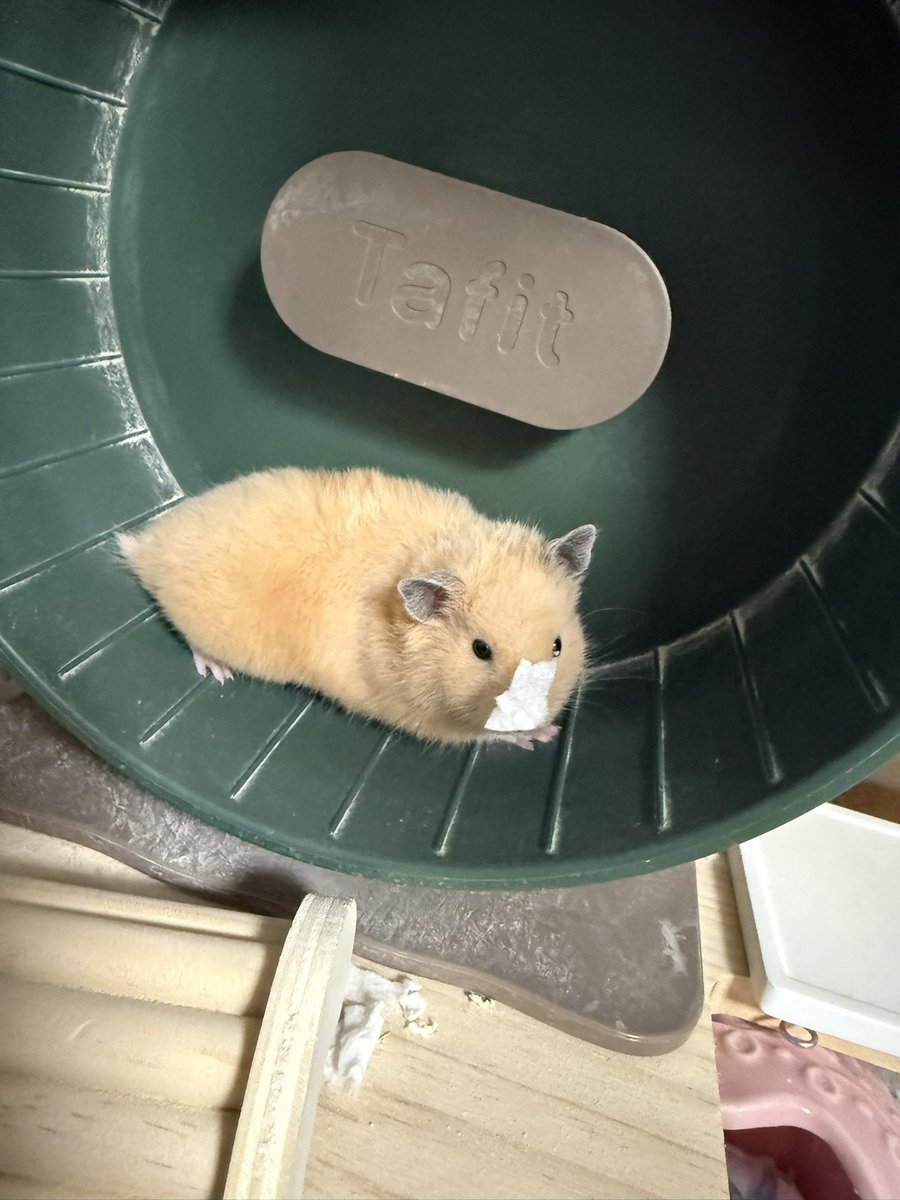ほたて🐹 tweet media
