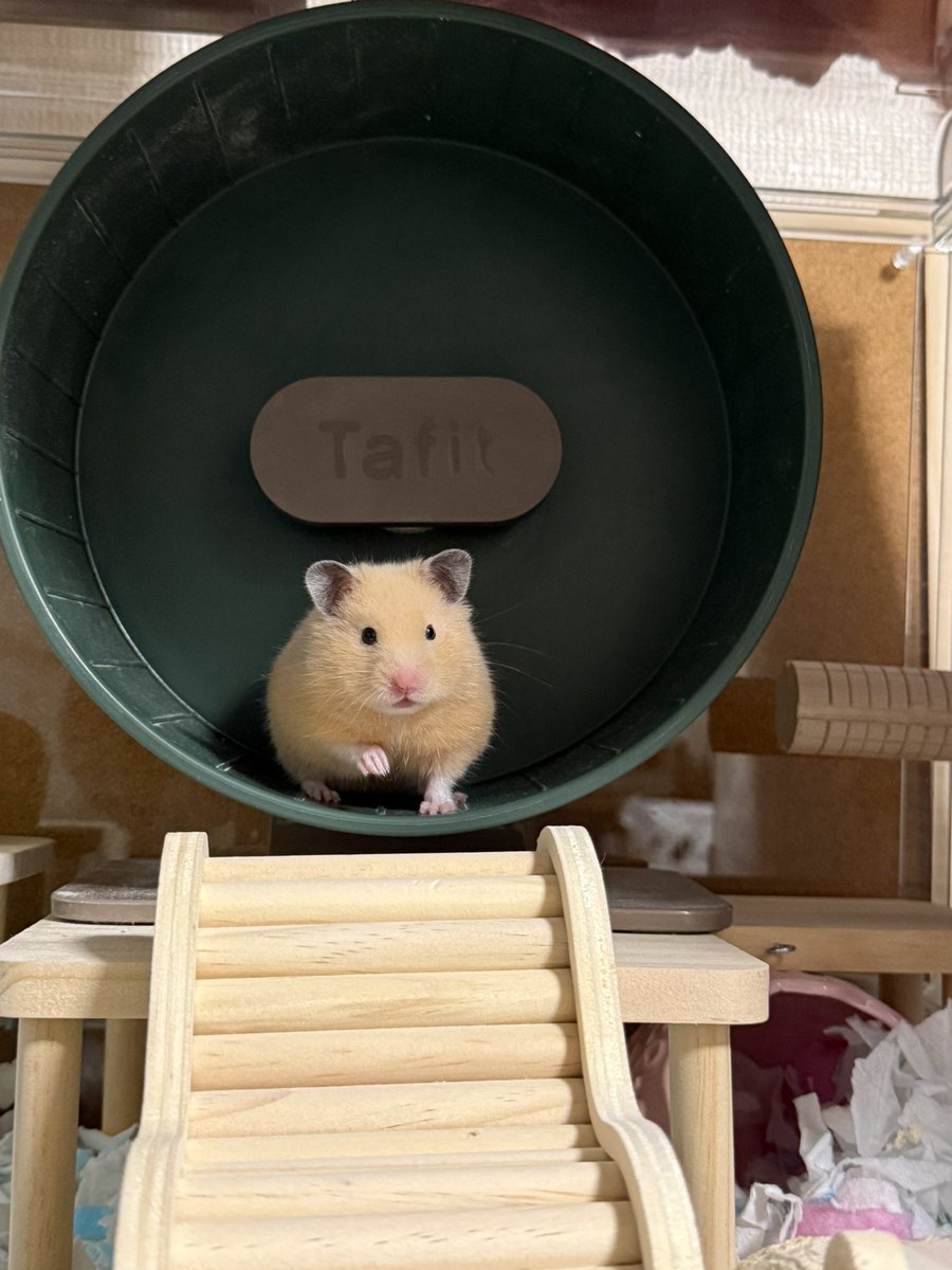 ほたて🐹 tweet media
