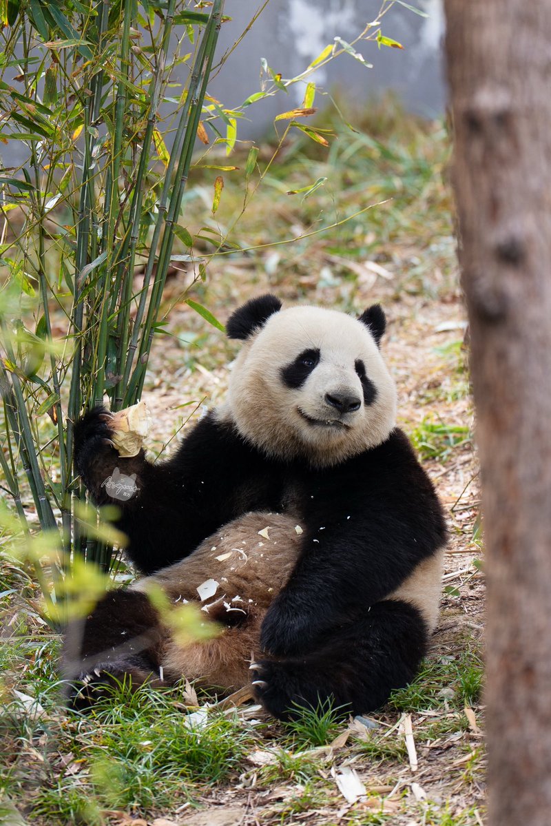 📸 260301 妮好（Ni Hao）

#妮好 #nihao #成都大熊猫繁育研究基地