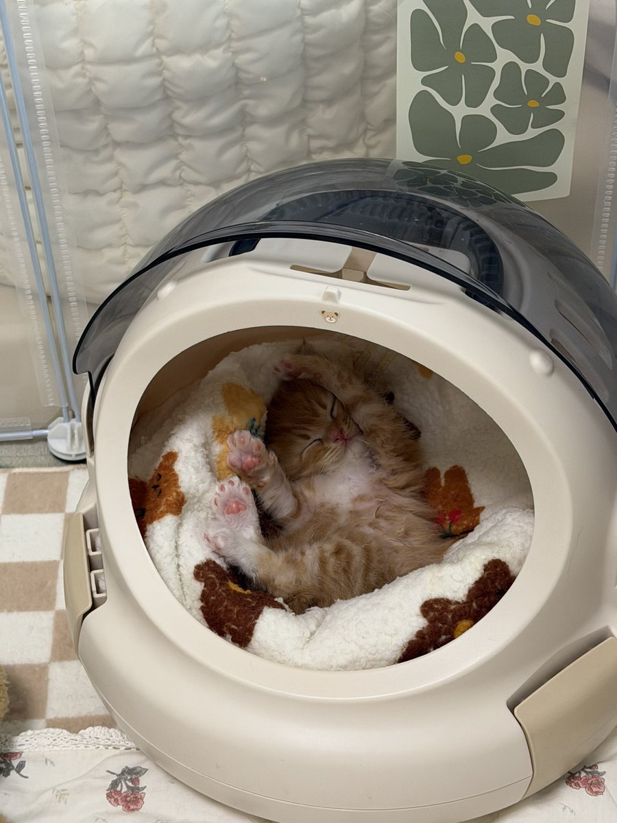 째앙금 tweet media