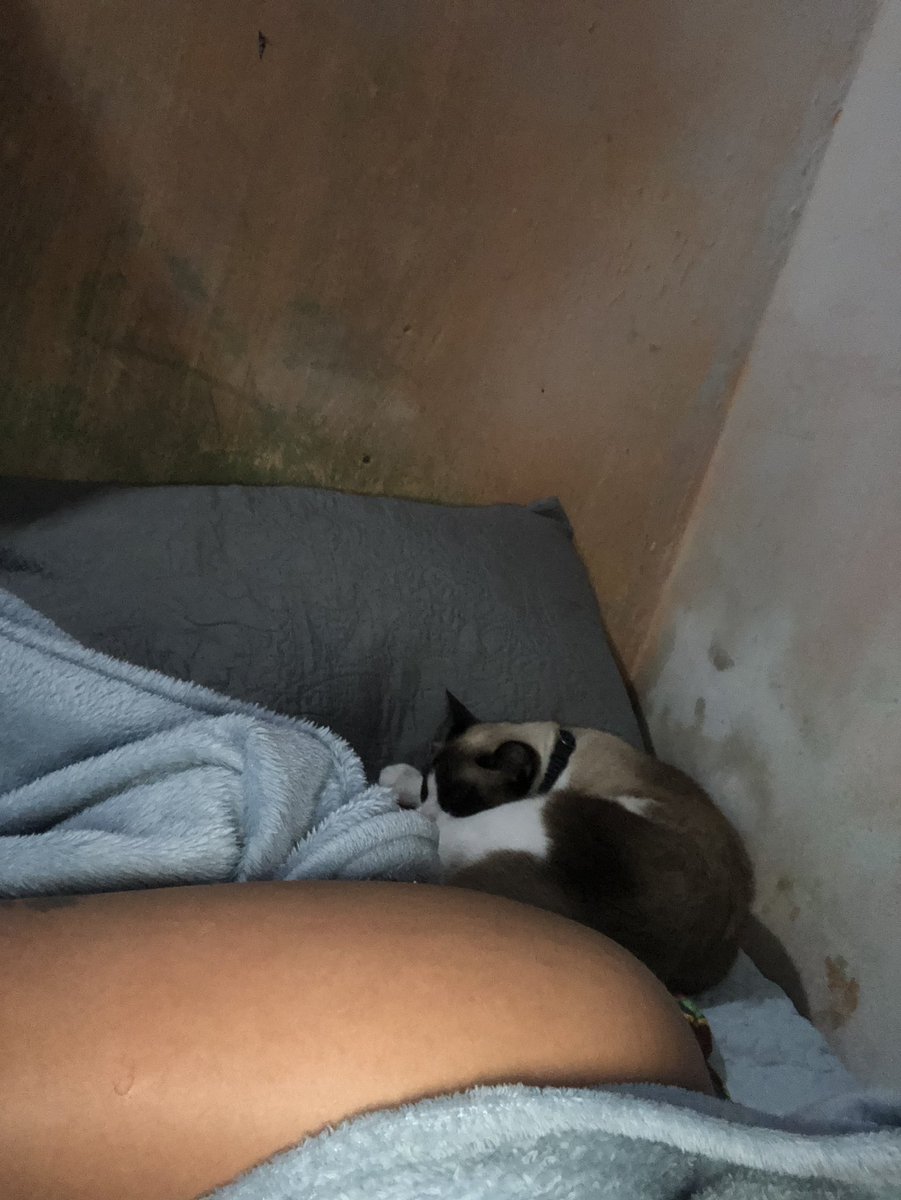 Meu pequeno ratinho que parece uma sombra atrás de mim pela casa enquanto faço as coisas. ✨