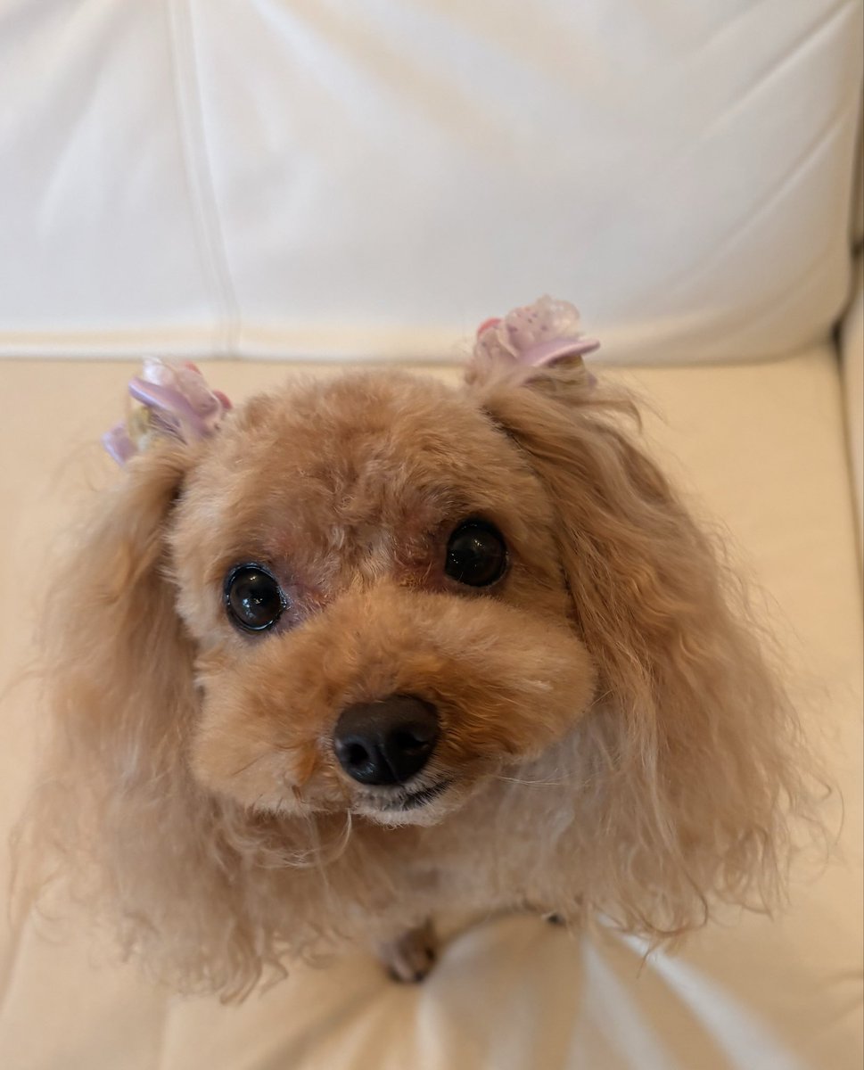 akanexx1's tweet image. 4月23日
木曜日
春雨☔️

本日
trimming dayでした🐶

治療中のモネたん
トリマーの先生の笑顔に救われております🏋️‍♀️

恵の☔️の一日
心は晴れやかです！

今日もお世話になれて
感謝の一日でした👩🐶

#ERI_trimming
#trimmingday 
#poodle
#もふもふ
#ふわふわ
#ちっぽかわいい
#日々のかけら