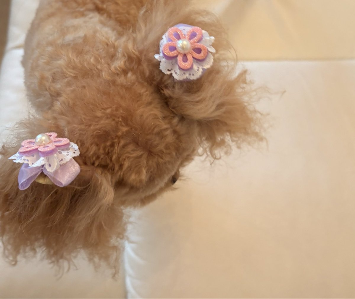 akanexx1's tweet image. 4月23日
木曜日
春雨☔️

本日
trimming dayでした🐶

治療中のモネたん
トリマーの先生の笑顔に救われております🏋️‍♀️

恵の☔️の一日
心は晴れやかです！

今日もお世話になれて
感謝の一日でした👩🐶

#ERI_trimming
#trimmingday 
#poodle
#もふもふ
#ふわふわ
#ちっぽかわいい
#日々のかけら