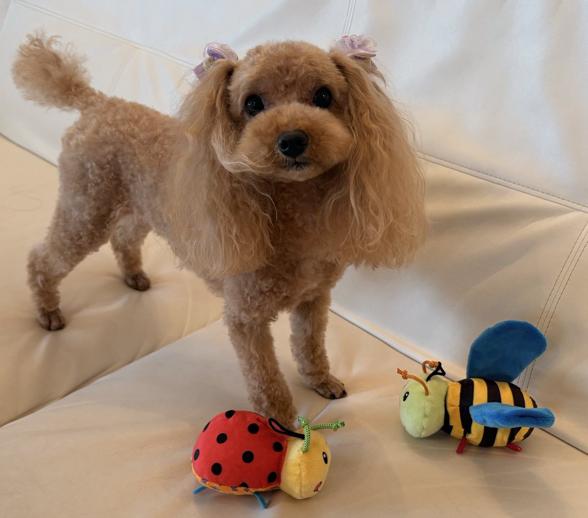 akanexx1's tweet image. 4月23日
木曜日
春雨☔️

本日
trimming dayでした🐶

治療中のモネたん
トリマーの先生の笑顔に救われております🏋️‍♀️

恵の☔️の一日
心は晴れやかです！

今日もお世話になれて
感謝の一日でした👩🐶

#ERI_trimming
#trimmingday 
#poodle
#もふもふ
#ふわふわ
#ちっぽかわいい
#日々のかけら