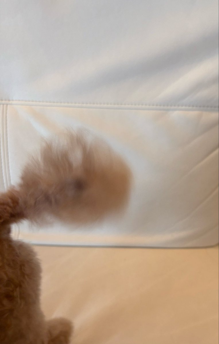 akanexx1's tweet image. 4月23日
木曜日
春雨☔️

本日
trimming dayでした🐶

治療中のモネたん
トリマーの先生の笑顔に救われております🏋️‍♀️

恵の☔️の一日
心は晴れやかです！

今日もお世話になれて
感謝の一日でした👩🐶

#ERI_trimming
#trimmingday 
#poodle
#もふもふ
#ふわふわ
#ちっぽかわいい
#日々のかけら