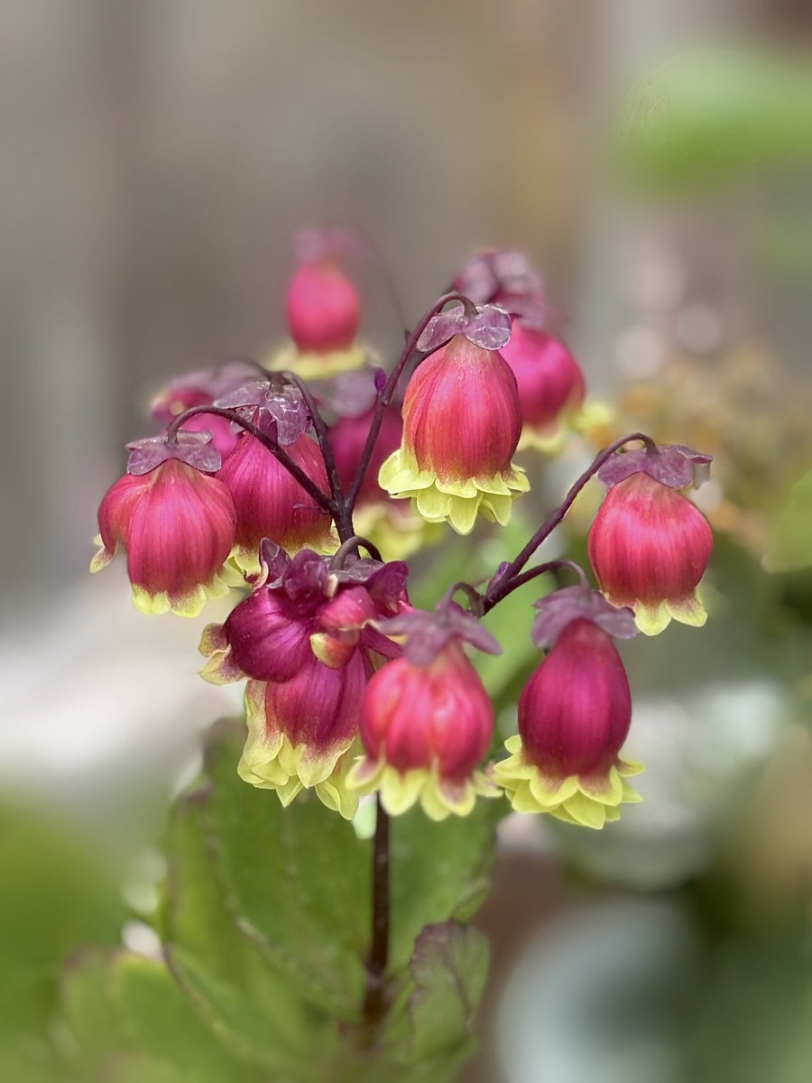 ゆう遊架 tweet media