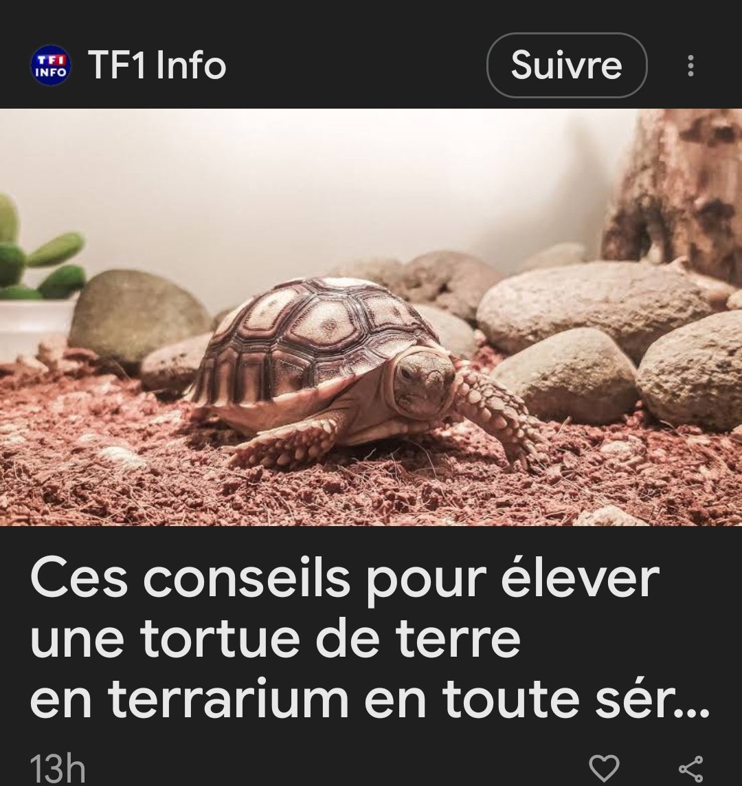 Conseil 1 :  ne le faites pas sauf exceptions et accord/aide d'un véto nac. 

Vraiment la fatigue hein. <a href="/TF1Info/">TF1Info</a> coucou. C'est quand que vous comptez parler à des gens qui connaissent le sujet ??