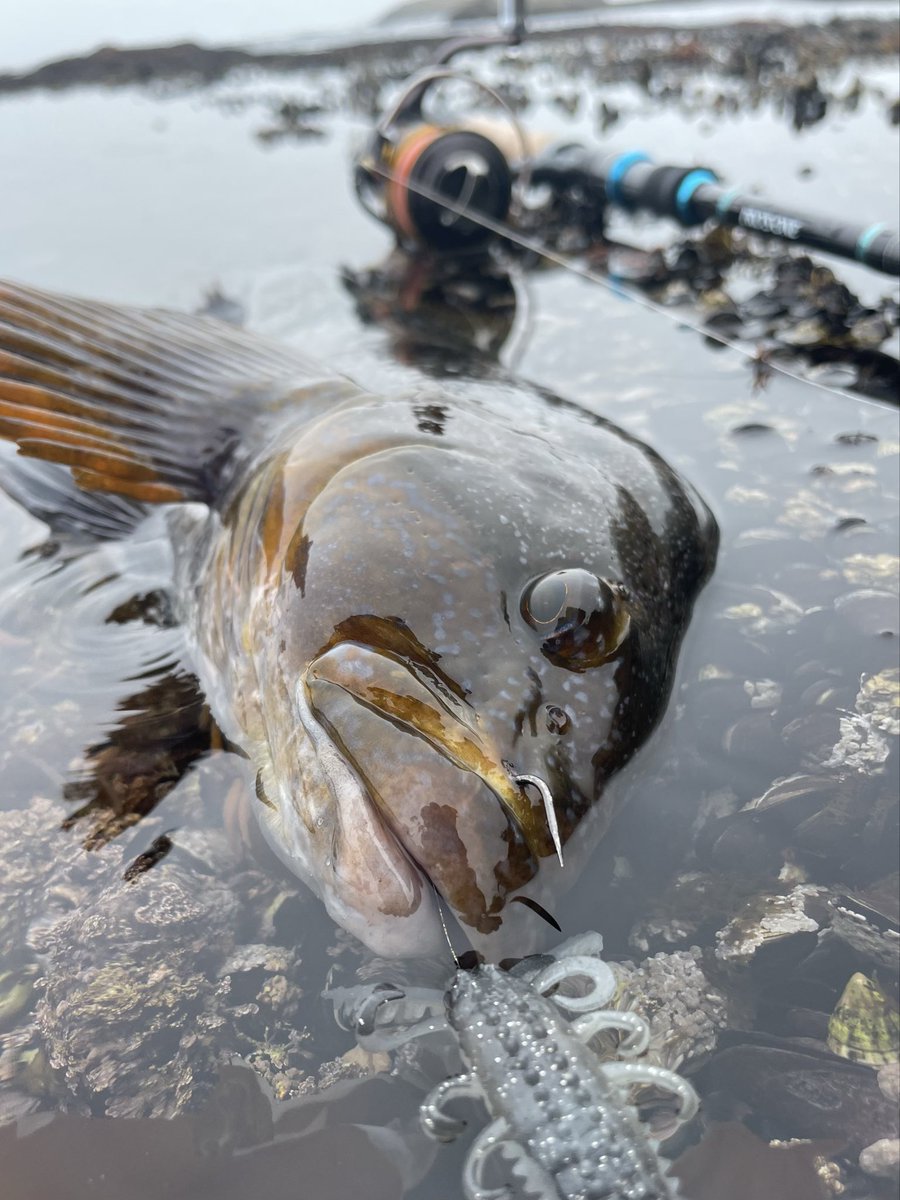 MiuAngler's tweet photo. 3年振りに再生産、再販されるらしい…
今はもうこの手の釣りせーへんけどこのカラーだけは当時ヤバかったな…
知らんけど
#deps
#PROSONE
#スパイニークロー
#タックルベリーオリカラ
#イワガニ https://t.co/Ayih41jgfy