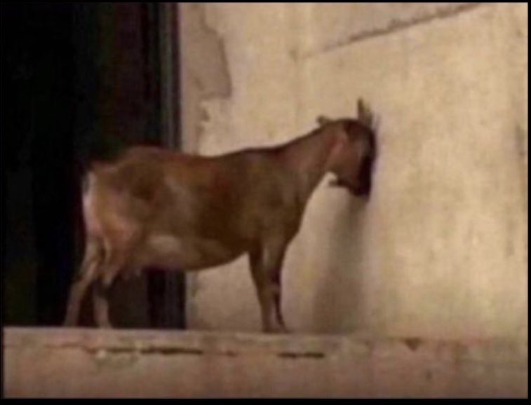 KîngBãm🔱 tweet media