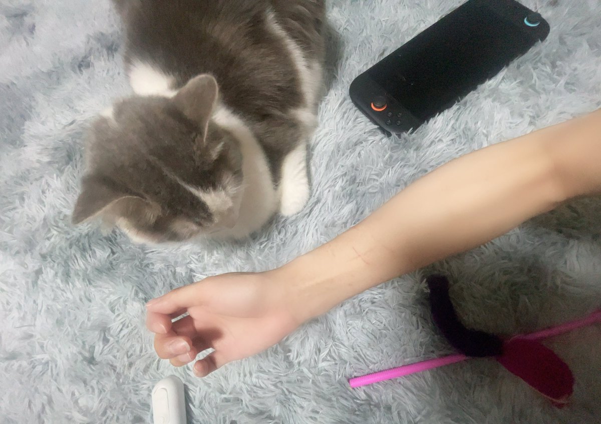 ぬこ嶋@猫垢寄 tweet media