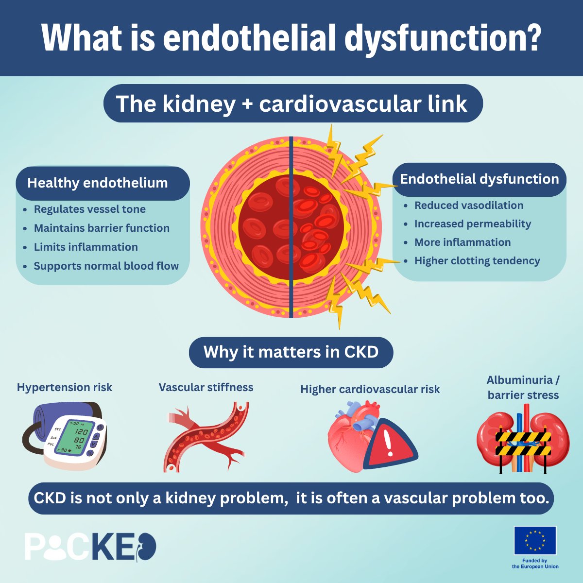 PROJECTPICKED's tweet image. Endothelial dysfunction = the blood vessel lining stops working well (↓ vasodilation, ↑ permeability/inflammation/clotting)

In CKD this helps explain why kidney risk and cardiovascular risk travel together, often reflected by albuminuria too.

#CKD #KidneyHealth #PICKEDproject