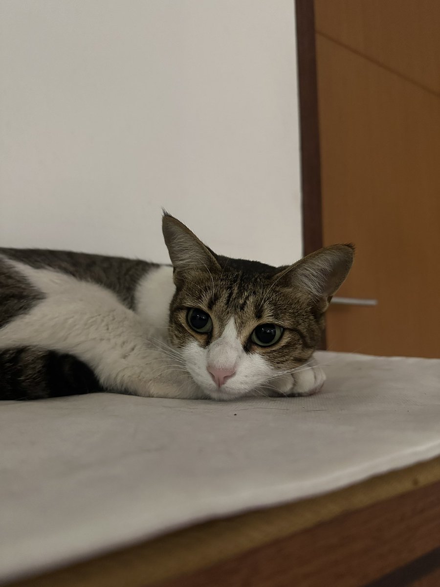 Hoshi the cat 🐯 tweet media