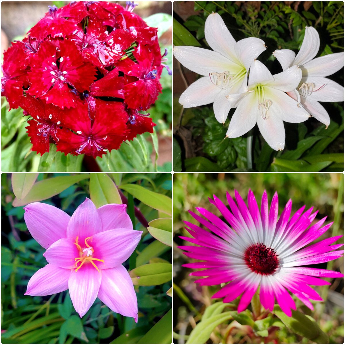 You can say that I'm a fool (phool)
And I don't know very much 🎶✨
But I think they call this love 🫠♥️