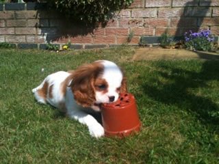 Harvey 🩷💙🦴 tweet media