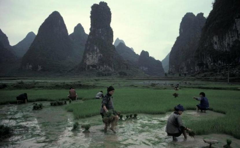 Ritttame's tweet image. Guilin, 1980s. 
Life close to the land. 

#1980s #Guilin #FarmLife
