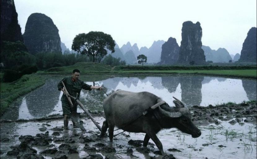 Ritttame's tweet image. Guilin, 1980s. 
Life close to the land. 

#1980s #Guilin #FarmLife