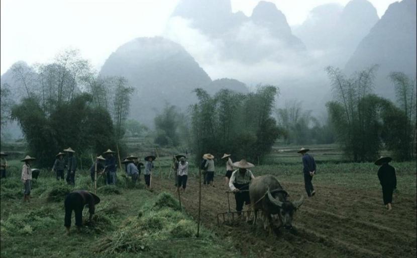Ritttame's tweet image. Guilin, 1980s. 
Life close to the land. 

#1980s #Guilin #FarmLife