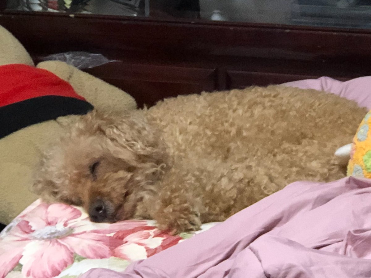 なるみ/ピッキー🐶 tweet media