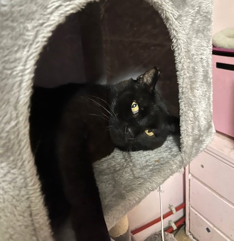👉🏽SENIOR ALERT🙏🏾PLEASE SHARE
💝Shy, Sweet 8YO Black🐈‍⬛Kitty REDDY💝
📣Needs A #FureverHome🏘W/ Another Kitty
▶4 INFO adoptrescuecatsinca.com
🙏🏽#AdoptDontShop🍀#AdoptABlackCat🍀
#ElSobrante, #CA #ContraCostaCounty #NorCal
✅CATS <a href="/AdoptRescueCats/">Adoptable Rescue Cats in California</a> (CP) #ForgottenSoulsHour #US #Cats