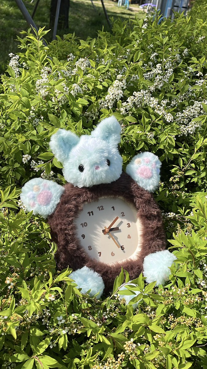 piece0and's tweet photo. 날씨가 좋아서 시계 삼킨 고양이들 사진 찍고 왔어요😺 https://t.co/Kf3JLJmqp2