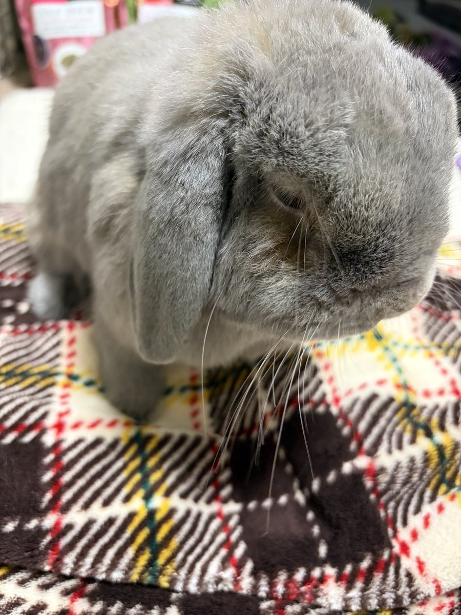 うさぎのりつ tweet media
