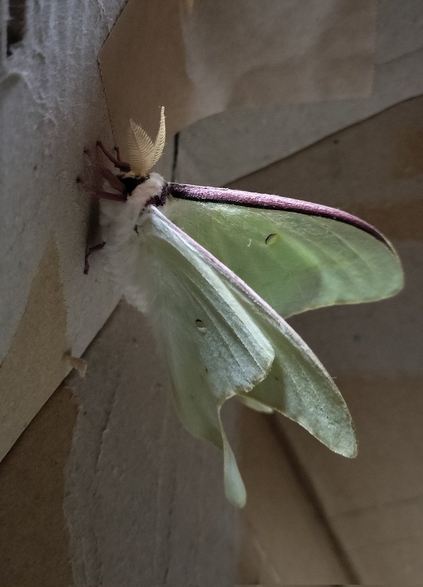 キーヒロアゲハ丸 tweet media