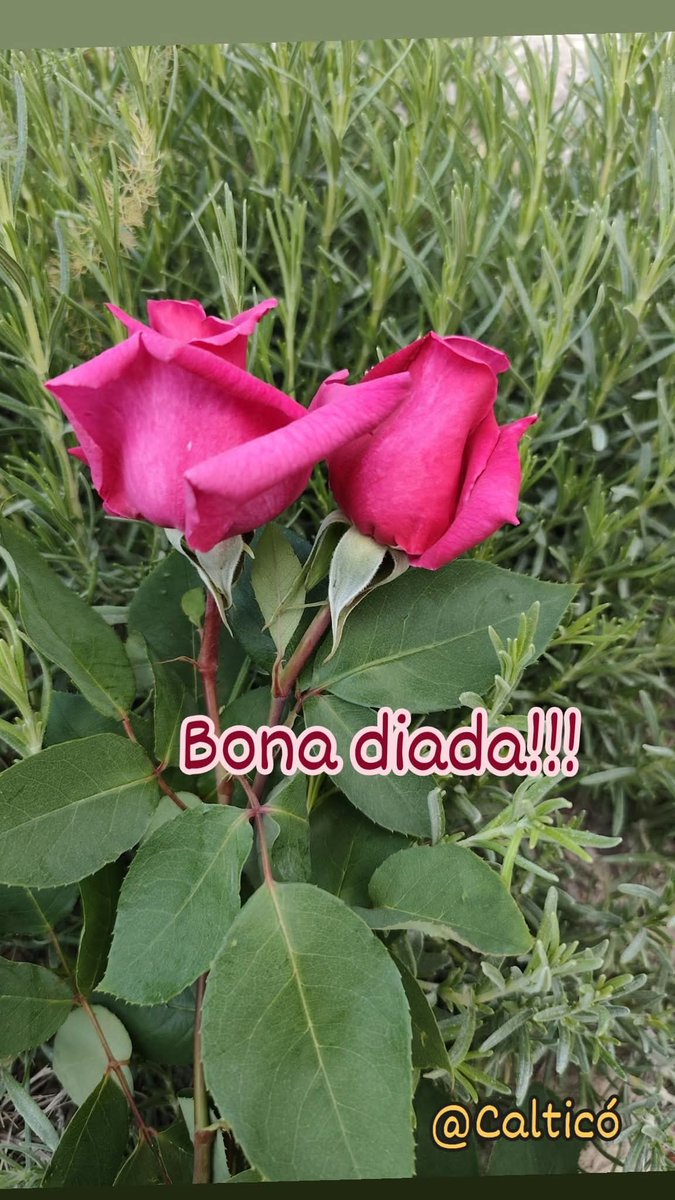 Bona diada i felicitats als Jordis, Jordines, ...